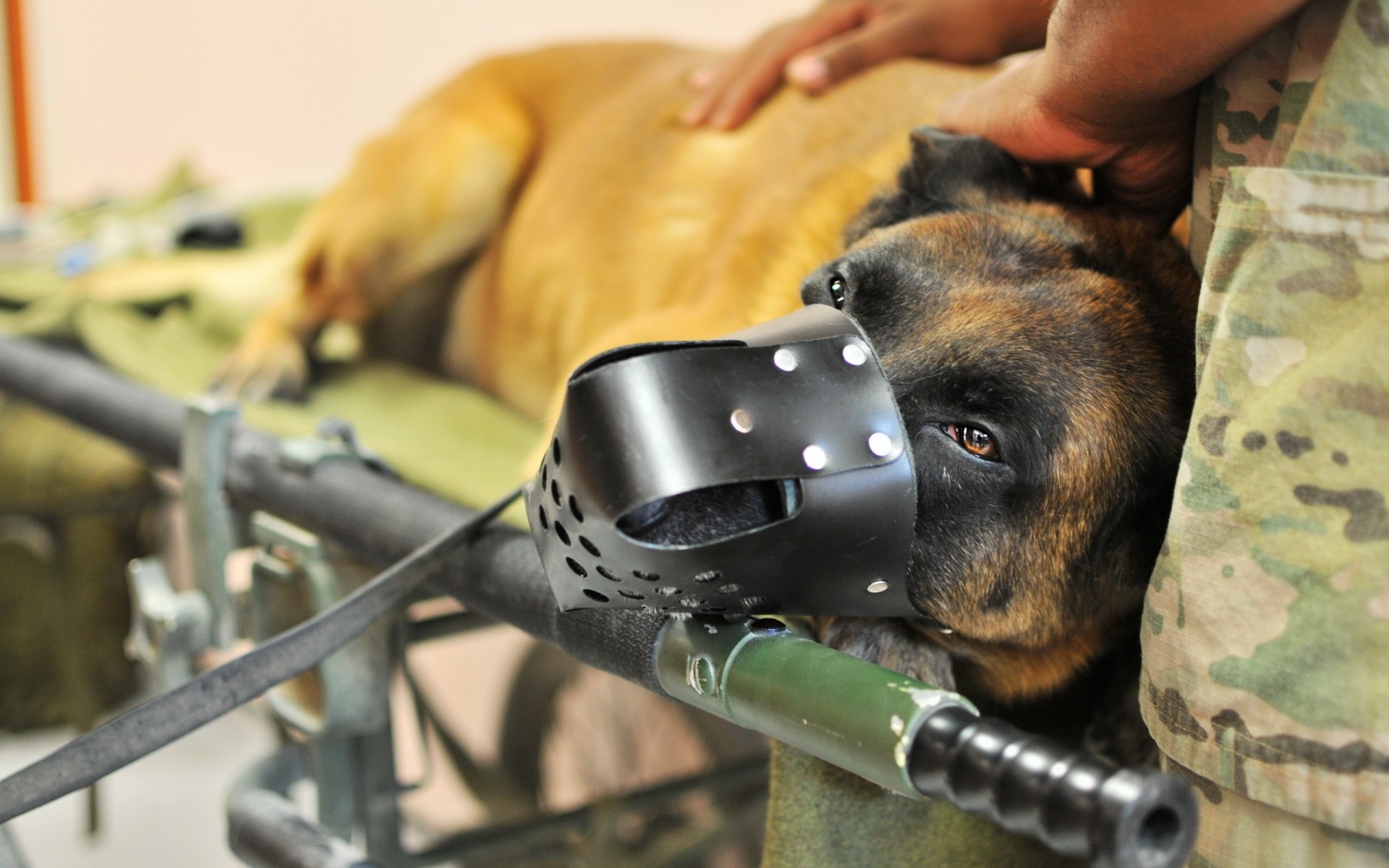 cães militar armas guerra sozinho arma dentro de casa cão exército adulto homem mamífero batalha