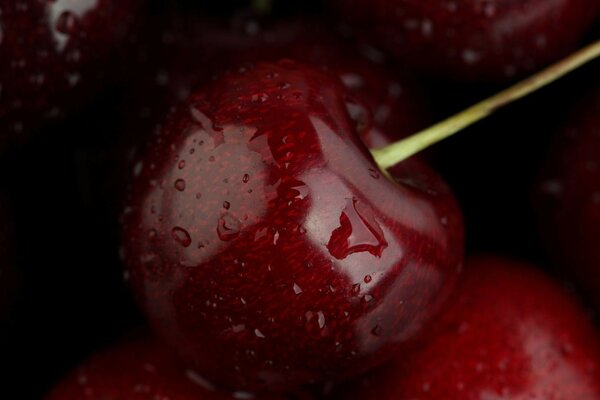 Cerezas jugosas de Jardín maduras