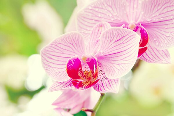 Орхидея фаленопсис макро orchid цветок phalaenopsis