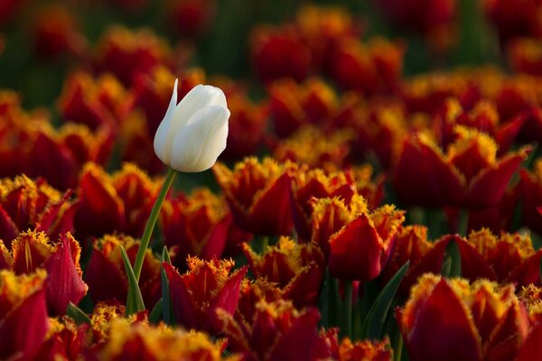 A white tulip in a beautiful garden