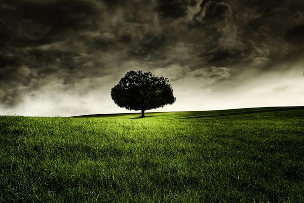 A lonely tree on a green field