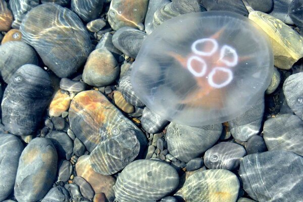 The jellyfish is lying on the blue stones