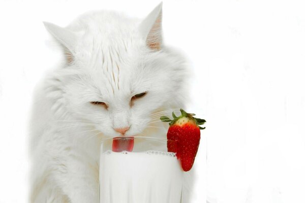 Cute cat drinks milk from a glass