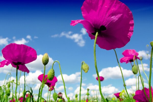 Look at the sky through the flowers