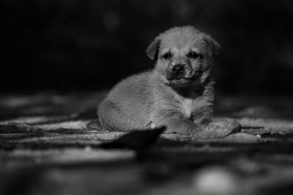 The puppy is sitting alone beautiful