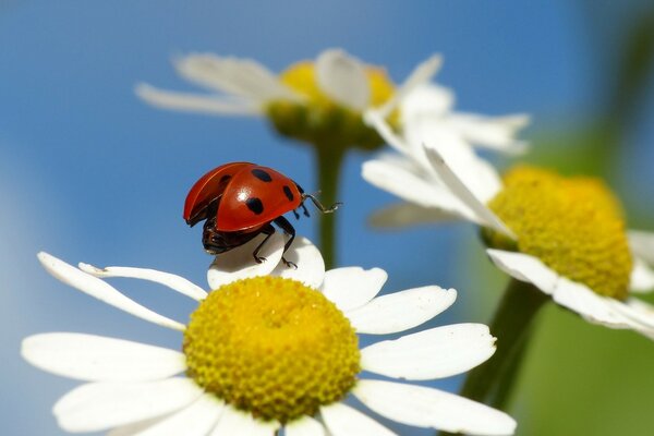 Coccinella su camomilla tenuta