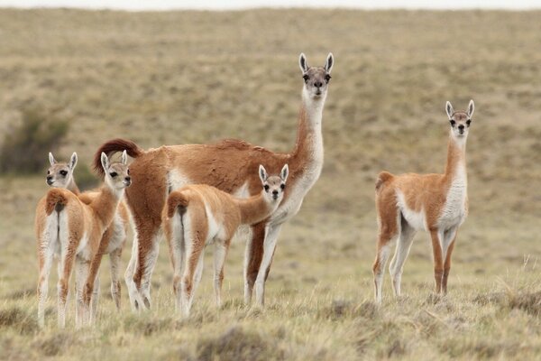 Lamas, die in freier Wildbahn leben