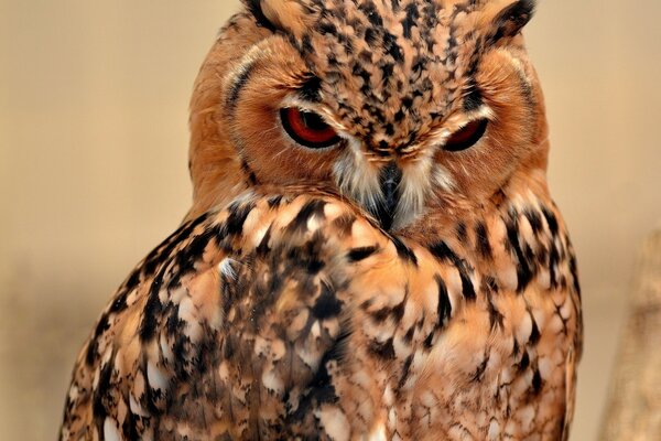 Le hibou est un symbole de sagesse chez tous les peuples