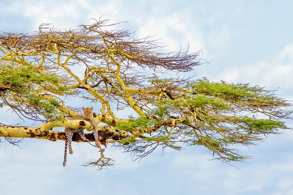 Cheetah on a tree against a blue sky background