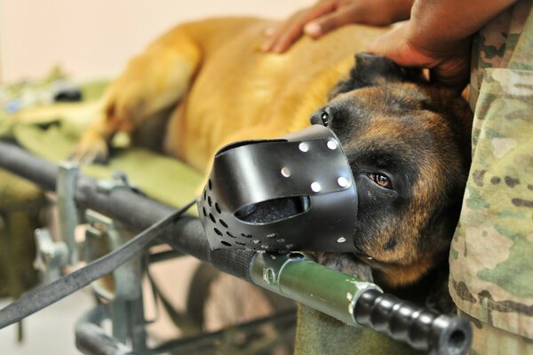 A military dog is muzzled