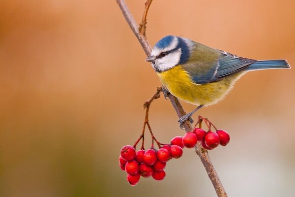 Un oiseau sur une branche de sorbier. Automne