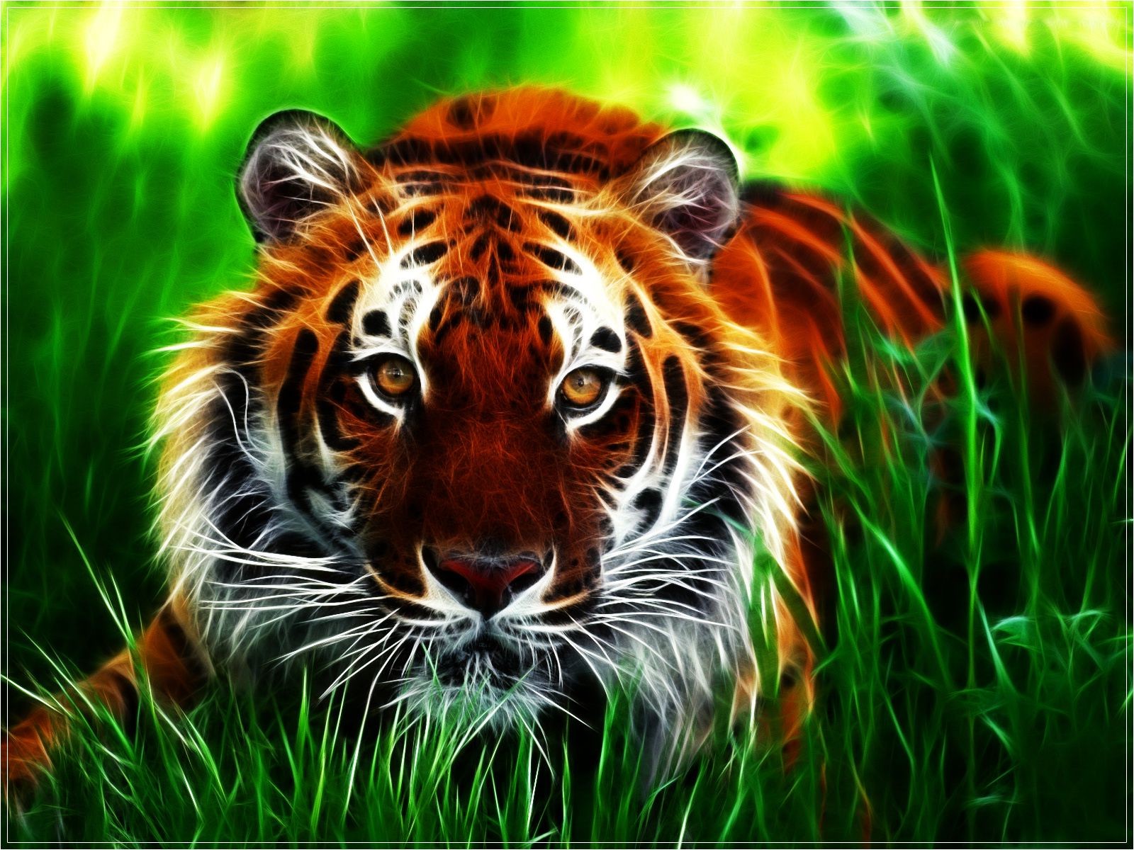 тигры трава природа животное