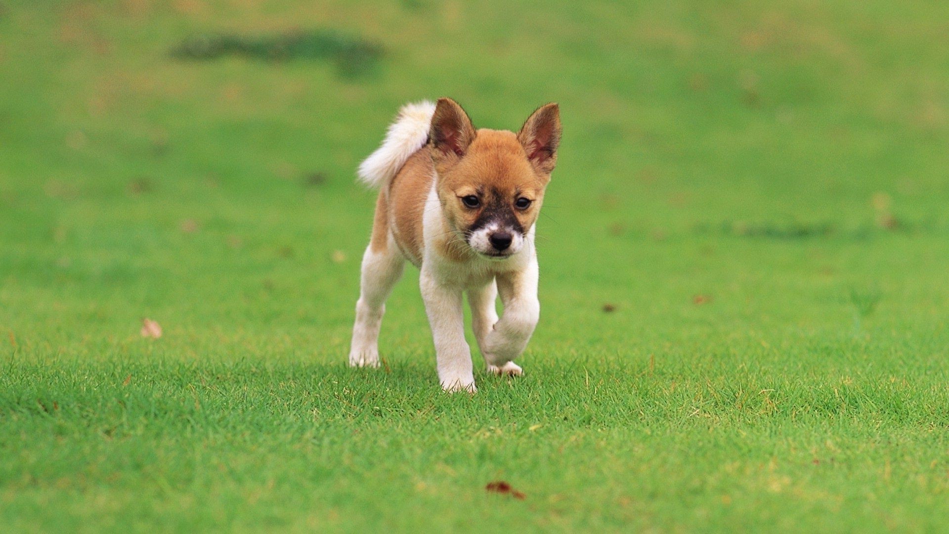 cães grama cão fofa animal mamífero filhote de cachorro cinegrafista animal de estimação campo feno pouco jovem pele