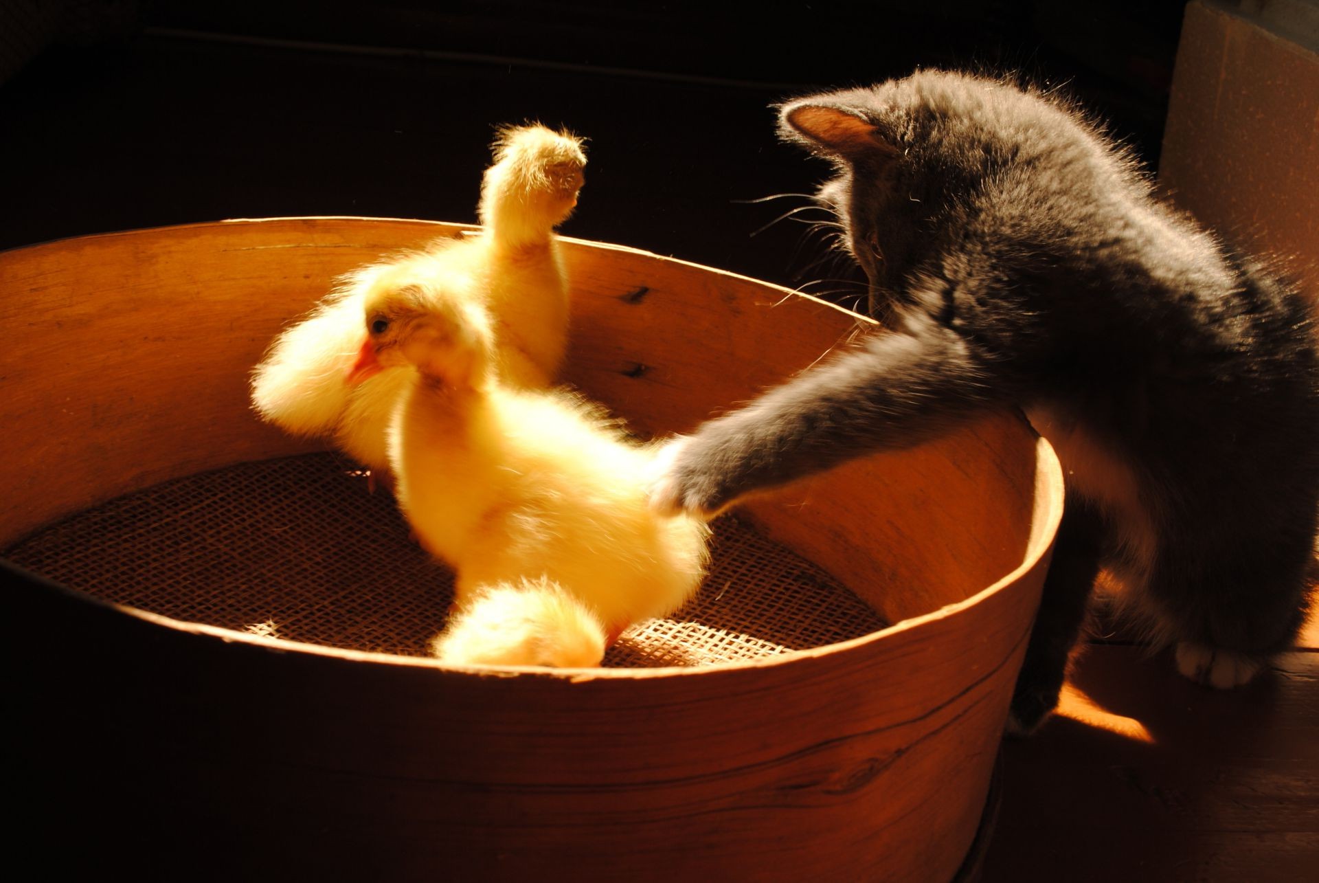 animaux mammifère unique chat pet alimentaire chien domestique à l intérieur