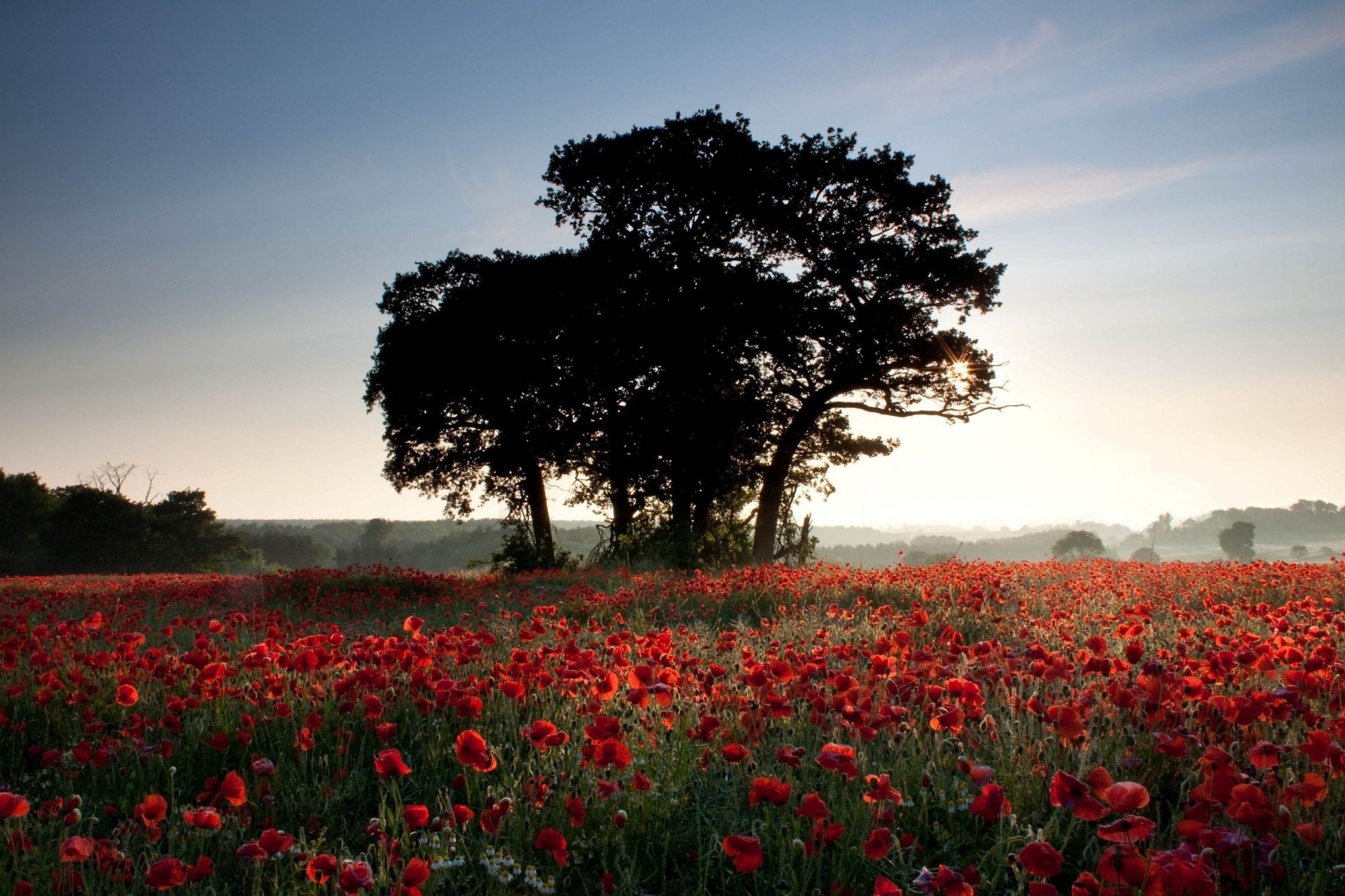 arbres poppy fleur paysage champ arbre à l extérieur terres cultivées foin agriculture parc tulipe