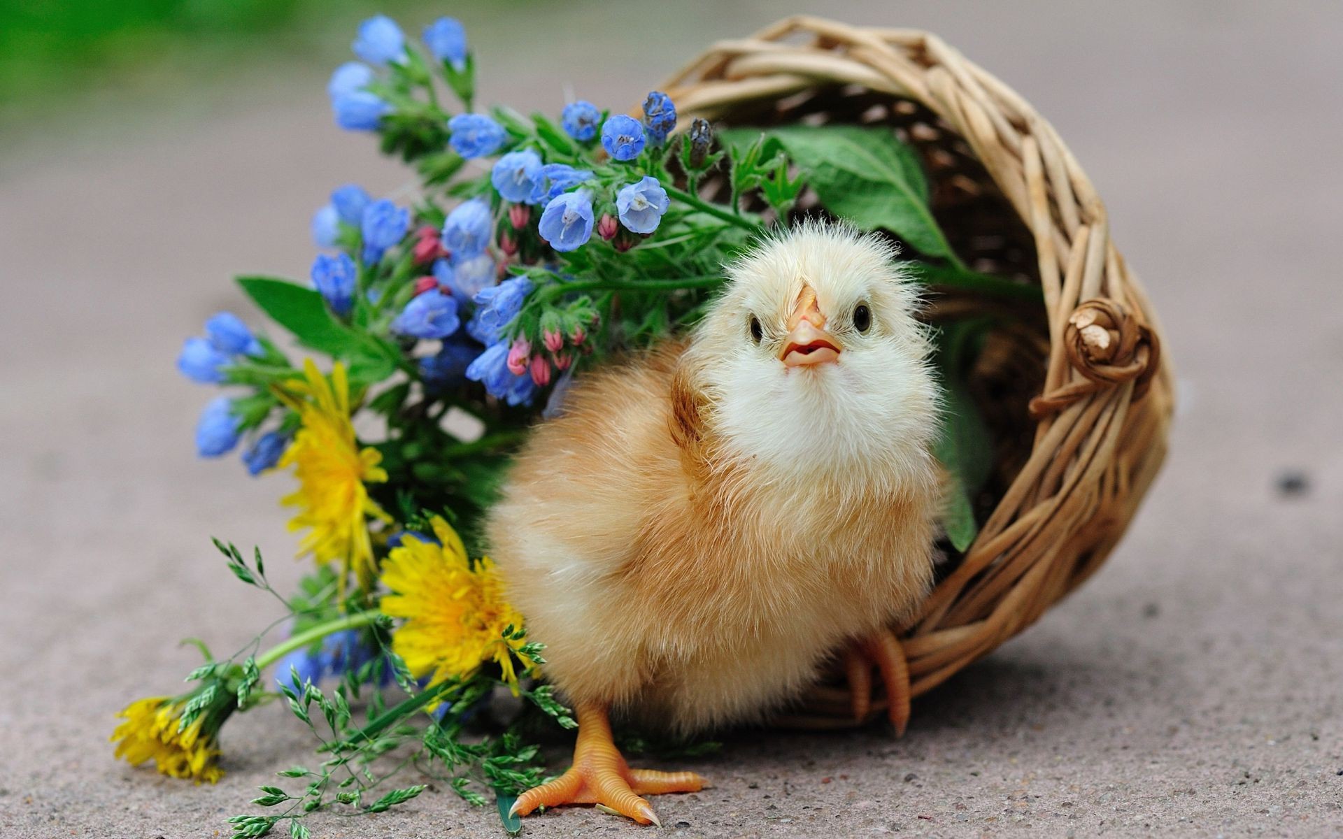 animals easter nature basket cute little grass egg