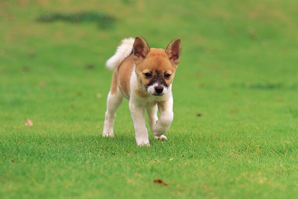 Filhote de cachorro pequeno corre por grama verde