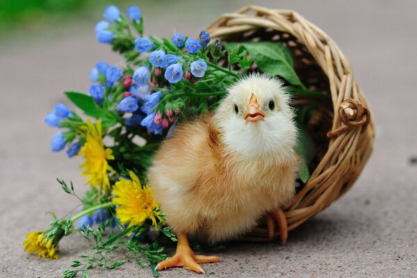 Süßes Küken in einem Korb mit Blumen