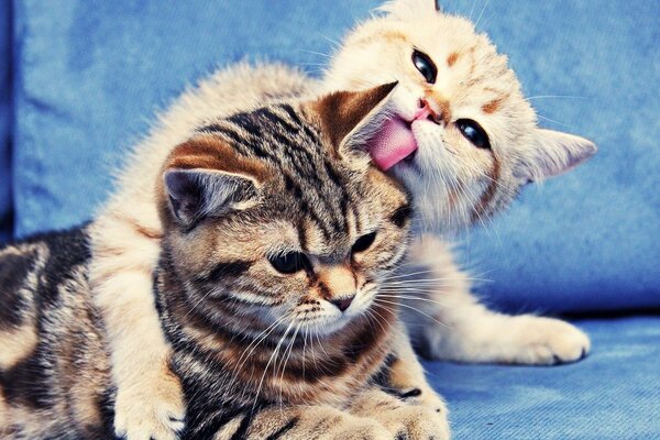 Kittens licking little tenderness