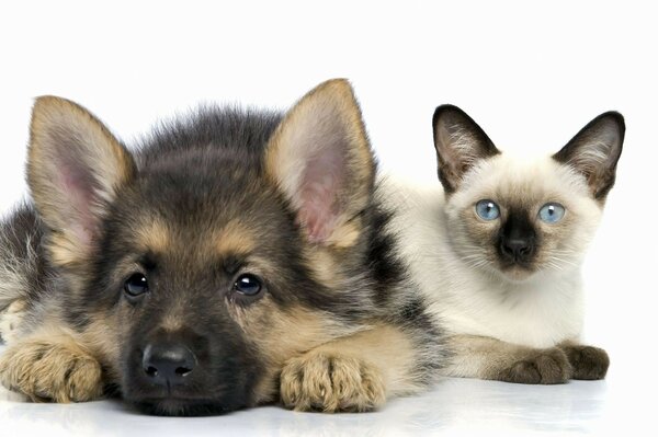 Chiot berger allemand et chaton siamois