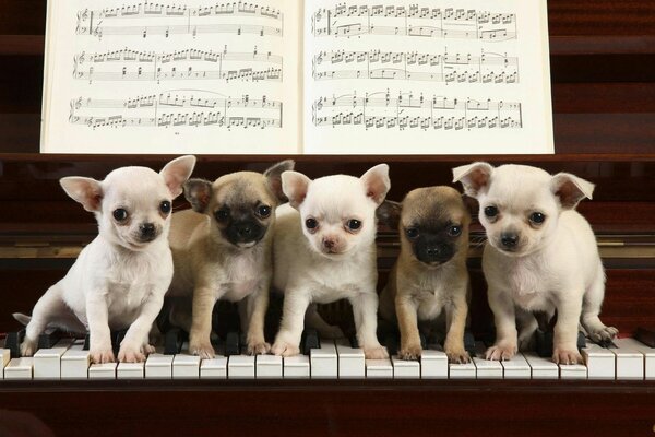 Cinco cachorros de pie en el piano