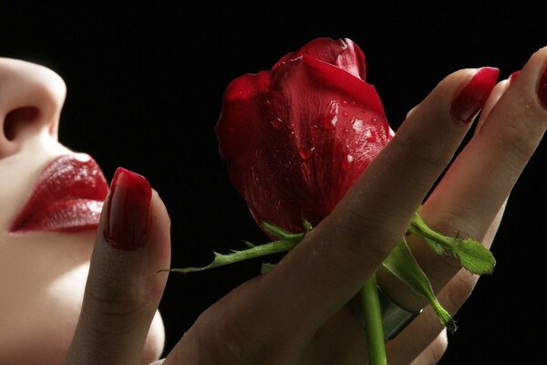 A scarlet rose in the hands of a woman