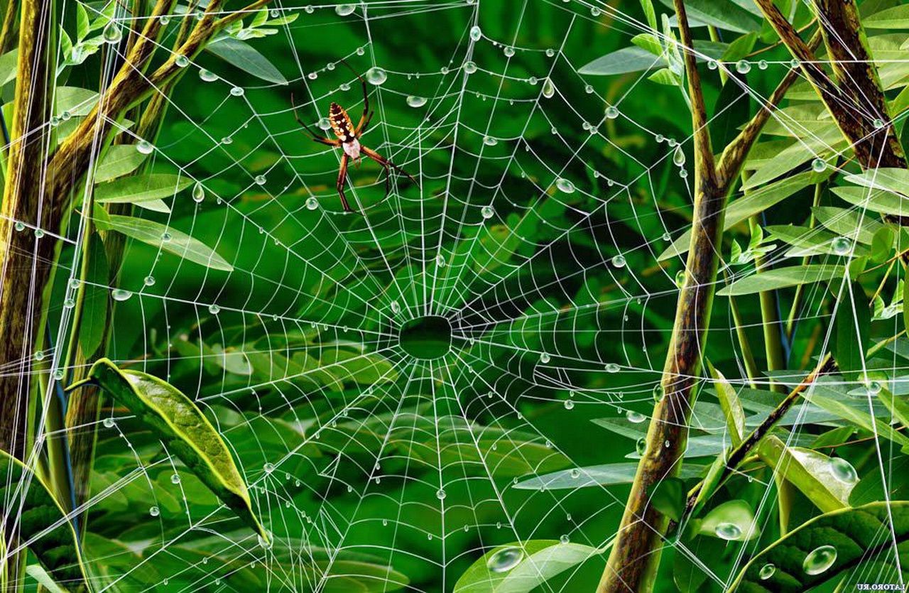 krajobrazy liść natura flora pulpit szablon tekstura streszczenie