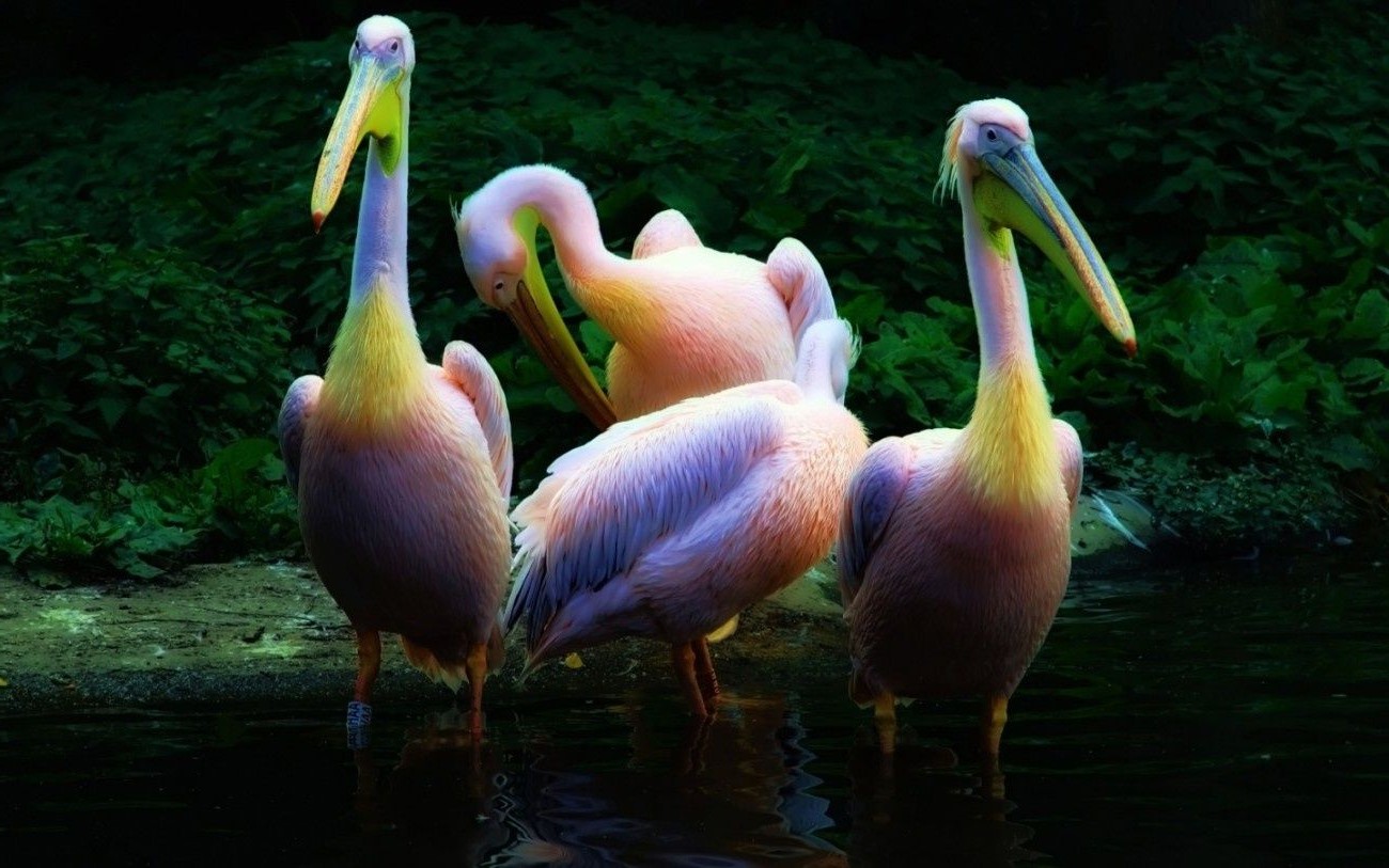 animals bird water wildlife pelican nature lake beak zoo pool animal outdoors waterfowl feather neck