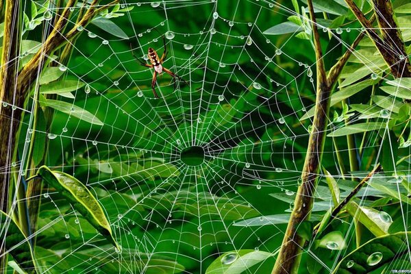 Tautropfen auf einem Spinnennetz. Grünes Laub