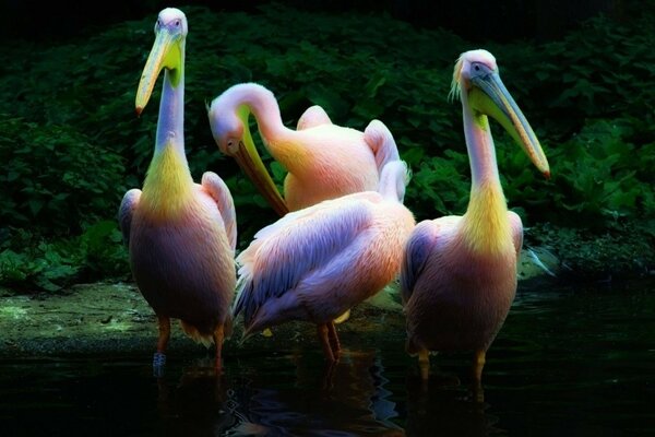 Pelícanos del arco iris en la naturaleza