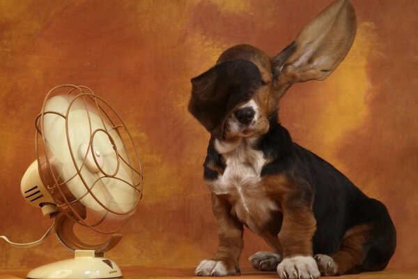 Welpe kühlt die Ohren unter einem Ventilator ab