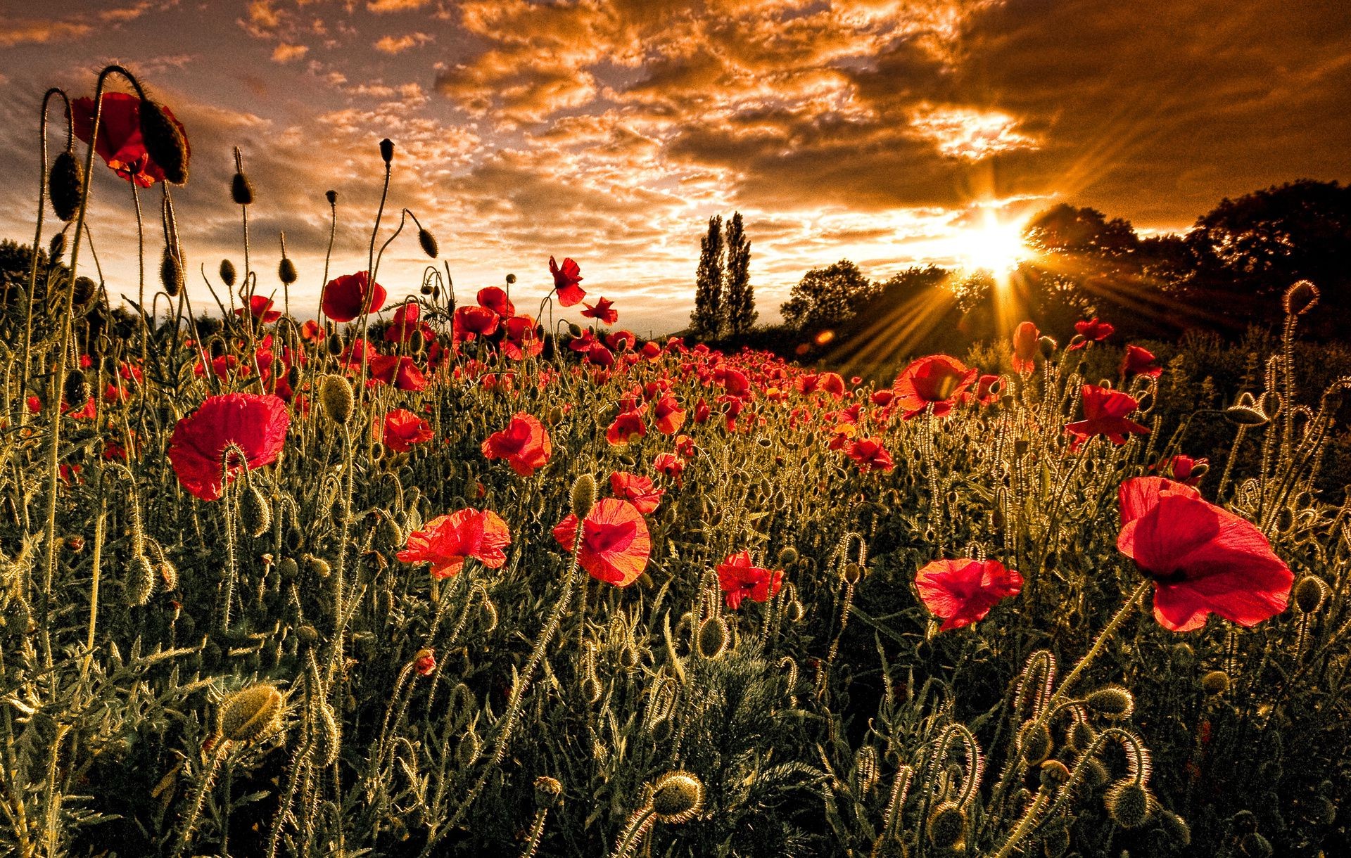 fields meadows and valleys poppy flower field nature flora outdoors rural hayfield sun color summer fair weather