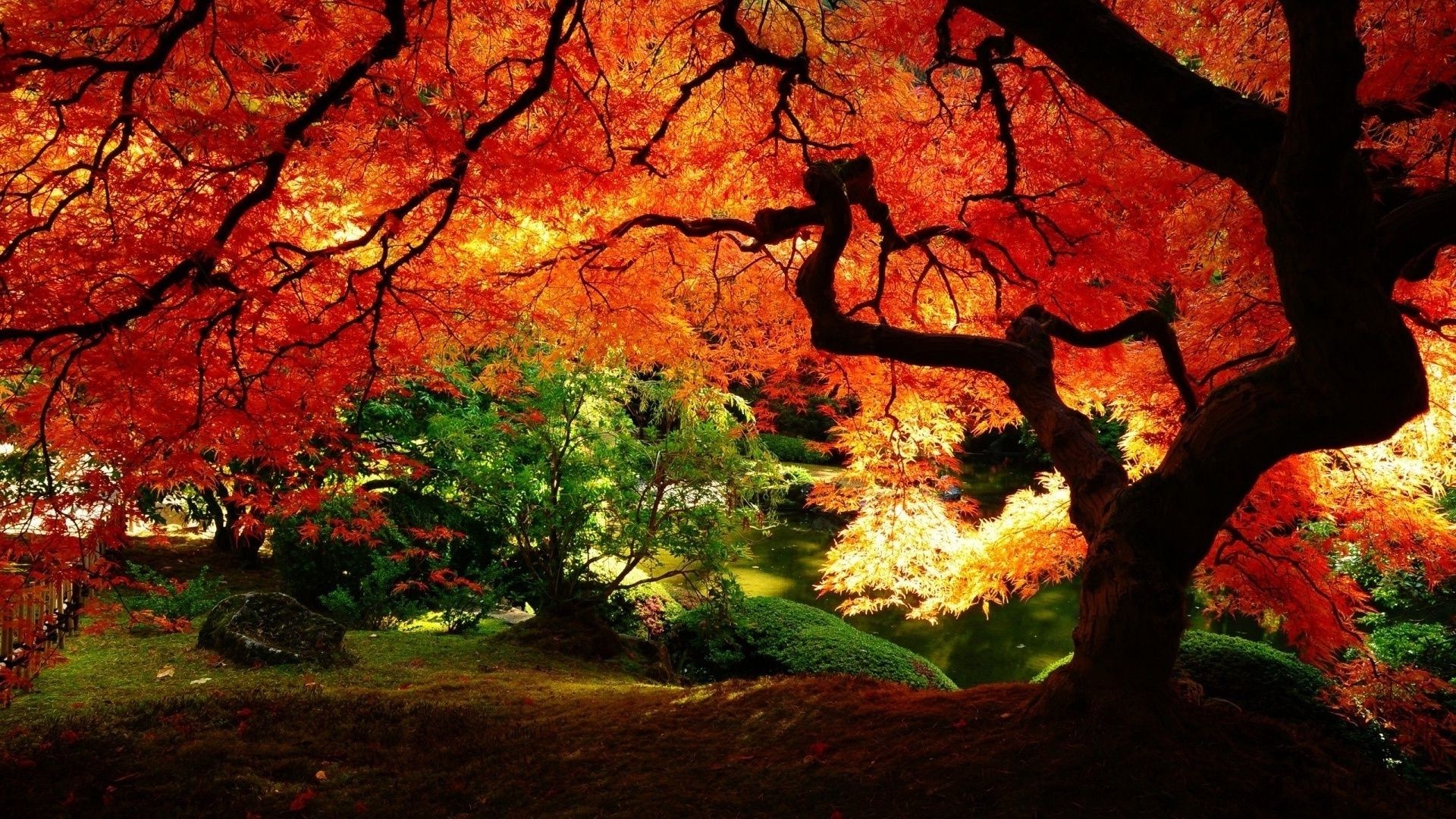 autumn fall leaf tree maple park landscape wood season nature outdoors color scenic backlit