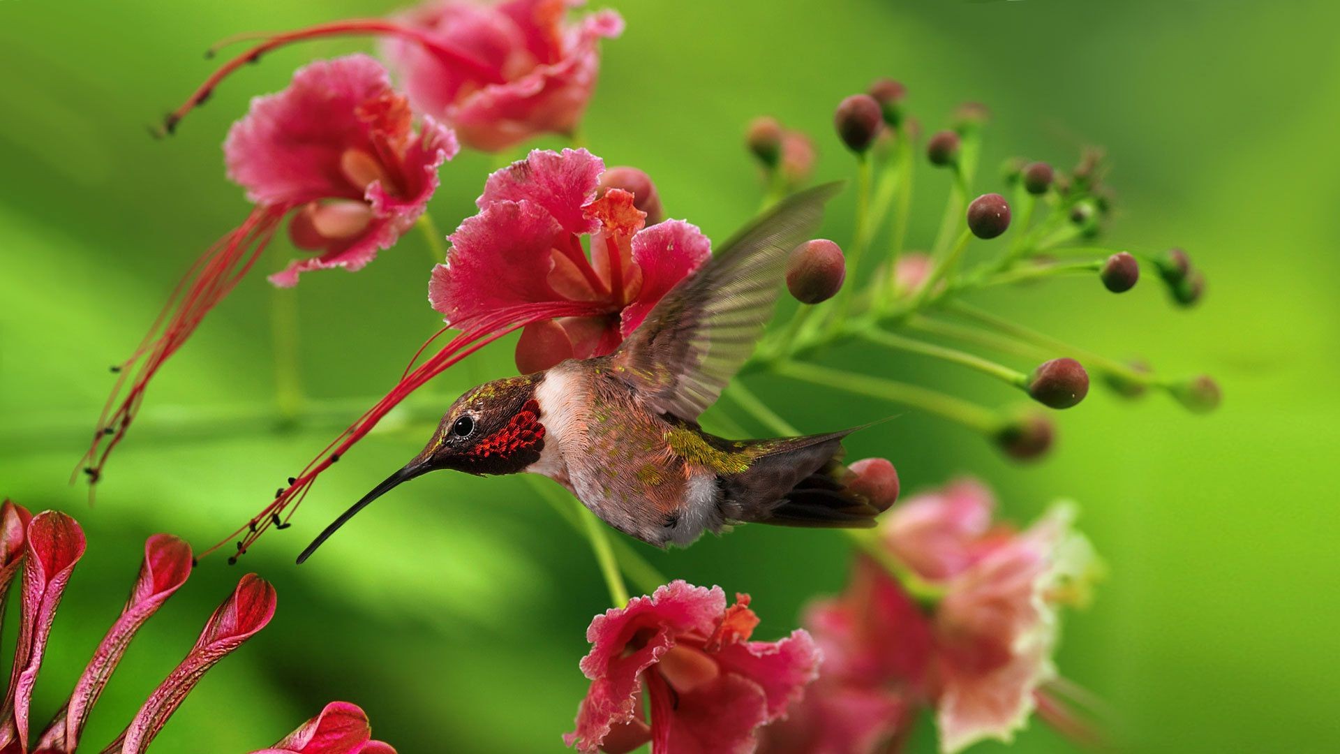 природа цветы животное птица вода бесплатно