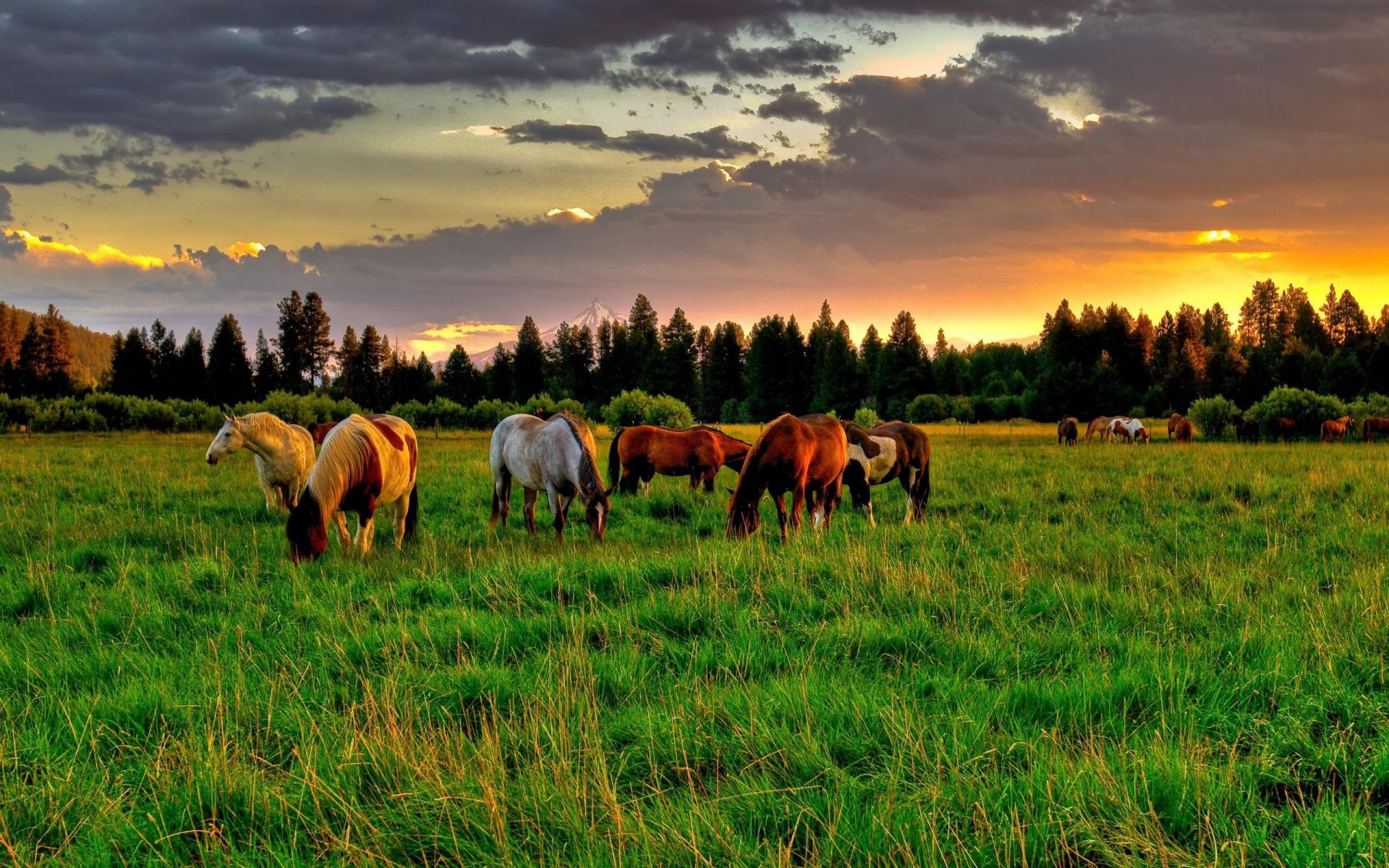 лошадь, трава, закат загрузить