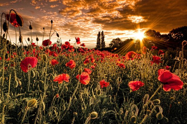 A carpet of wild scarlet poppies in the sunset light