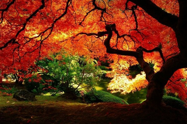 Baum im Herbstwald mit feurigen Blättern