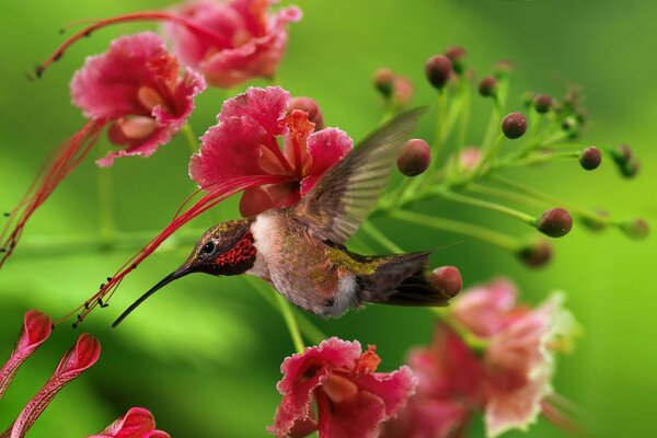 Ein Vogel setzt sich auf eine Blume