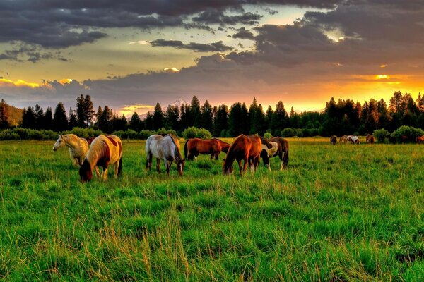 Belos cavalos no pasto verde