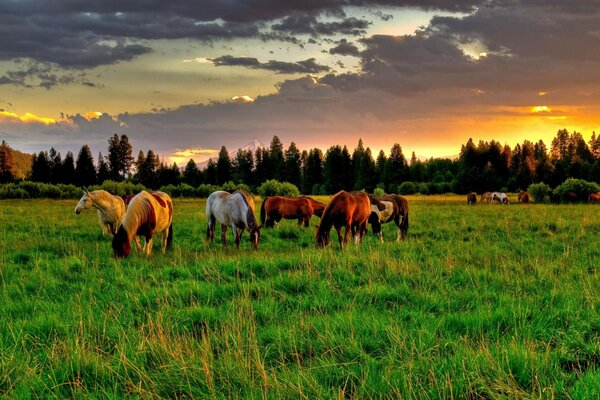 绿色牧场上美丽的马