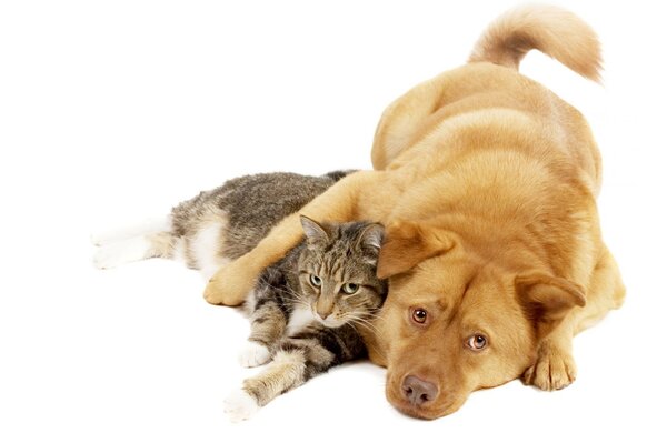 Cute animals dog and cat lie together