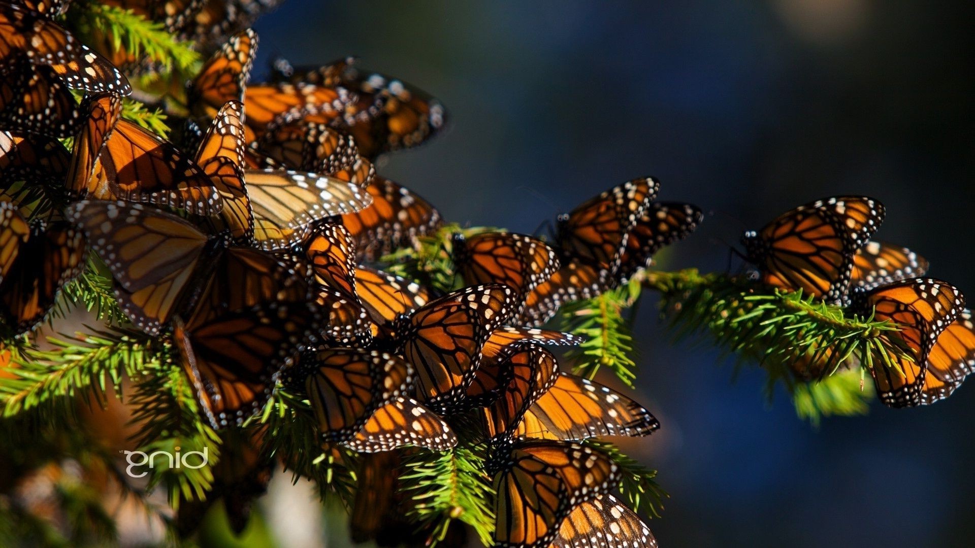 animais borboleta inseto natureza monarca ao ar livre invertebrados vida selvagem asa gentil animal voar metamorfose verão jardim lepidoptera cor flor mariposa biologia