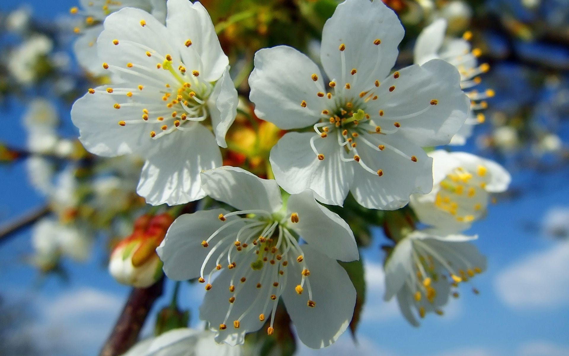 frühling blume kirsche baum natur apfel zweig flora garten blatt blühen blütenblatt pflaumen im freien wachstum kumpel blumen saison