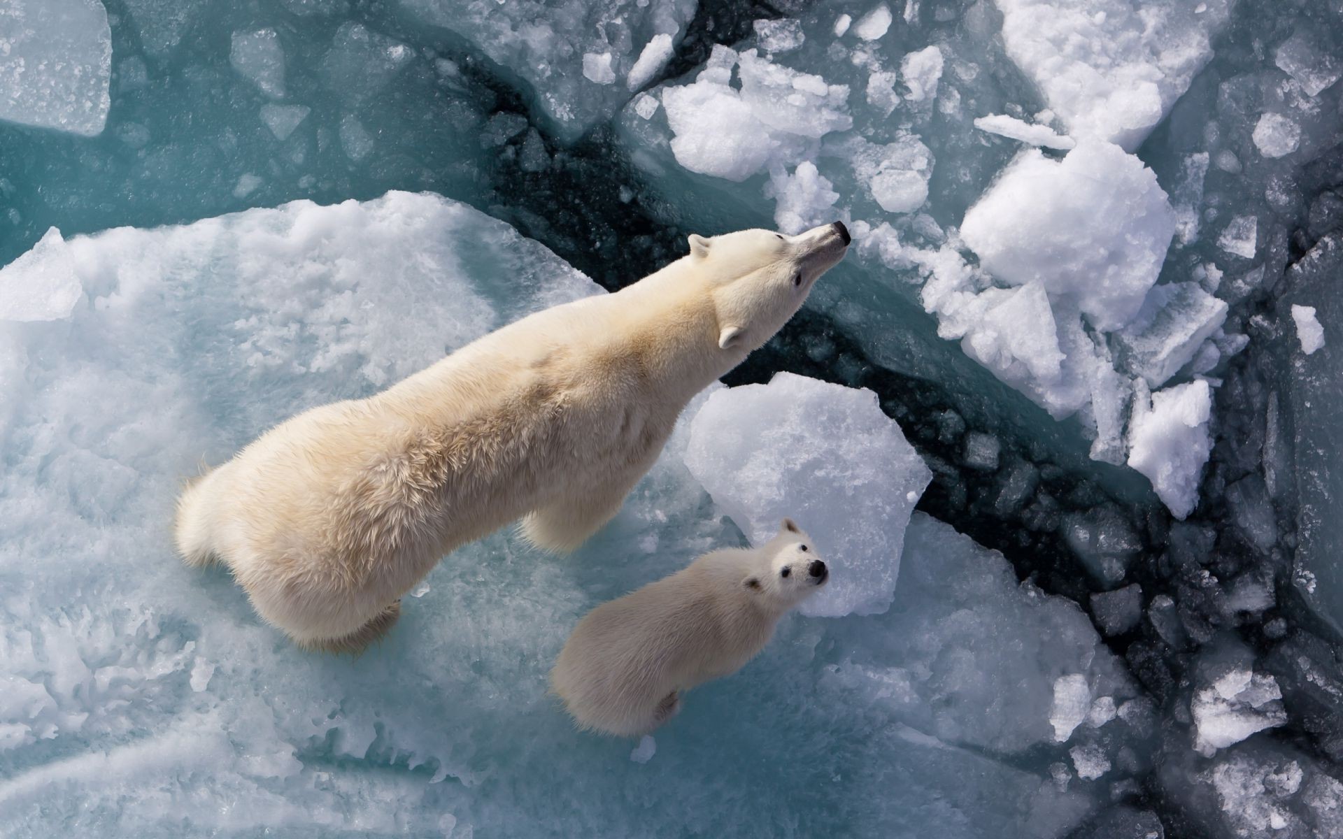 bears snow winter frosty ice cold frozen outdoors frost mammal daylight water polar nature weather one climate change