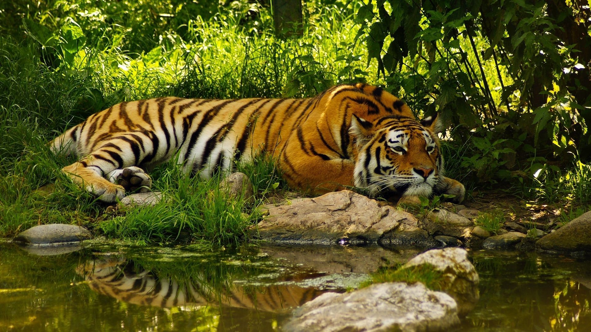 tiger tiger tierwelt katze säugetier dschungel zoo raubtier jäger suchen streifen safari wild aggression pelz fleischesser gefahr tier böse natur