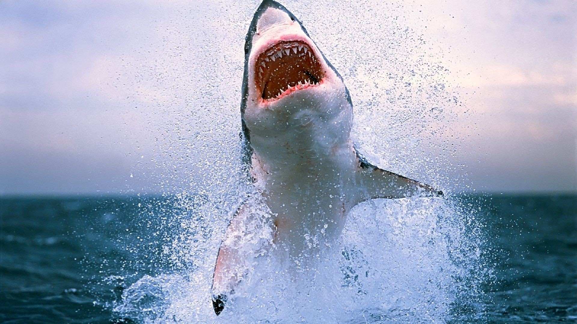 animales agua océano mar submarino natación splash solo peces tiburón mojado deportes acuáticos al aire libre playa fin