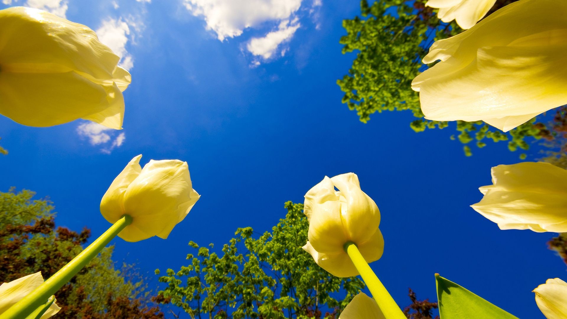 природа цветы желтые тюльпаны поле nature flowers yellow tulips field бесплатно