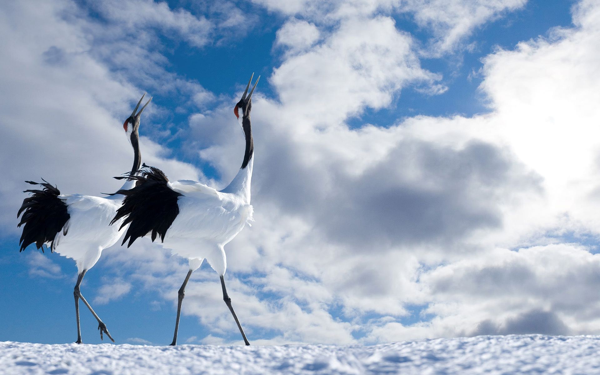 animals nature sky bird outdoors flight summer landscape winter fair weather