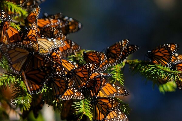 Fondos de Escritorio hermosas mariposas