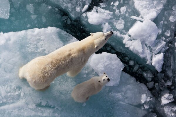 A bear and a bear cub on a winter fishing trip